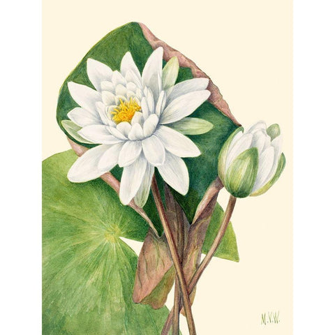 American Waterlily-1920 Gold Ornate Wood Framed Art Print with Double Matting by Walcott, Mary Vaux