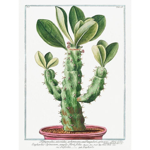 Euphorbio-Spinosum Gold Ornate Wood Framed Art Print with Double Matting by Bonelli, Giorgio