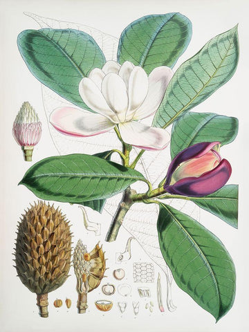 Magnolia Hodgsonii-1855 Black Ornate Wood Framed Art Print with Double Matting by Fitch, Walter Hood