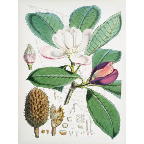 Magnolia Hodgsonii-1855 White Modern Wood Framed Art Print by Fitch, Walter Hood