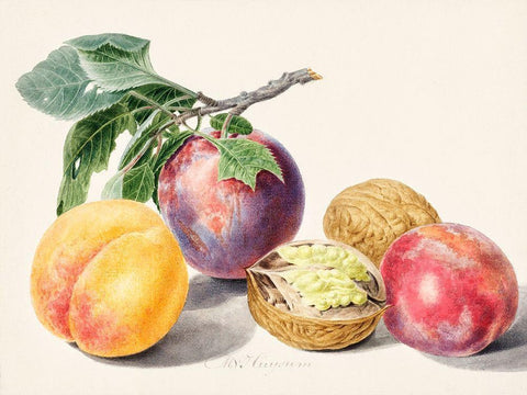 Fruits I White Modern Wood Framed Art Print with Double Matting by van Huysum, Michiel