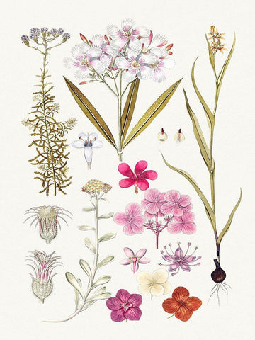 Hand drawn pink flowers Black Ornate Wood Framed Art Print with Double Matting by Anonymous