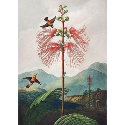 Sensitive Plant from The Temple of Flora White Modern Wood Framed Art Print by Thornton, Robert John