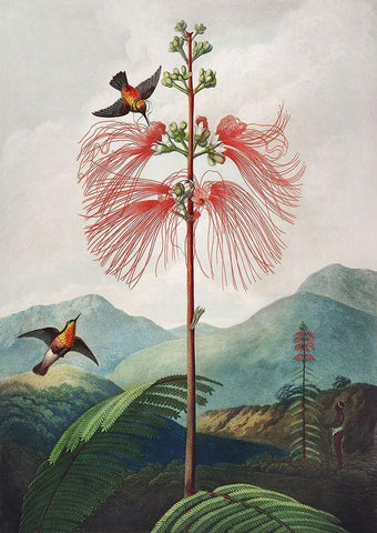 Sensitive Plant from The Temple of Flora Black Ornate Wood Framed Art Print with Double Matting by Thornton, Robert John