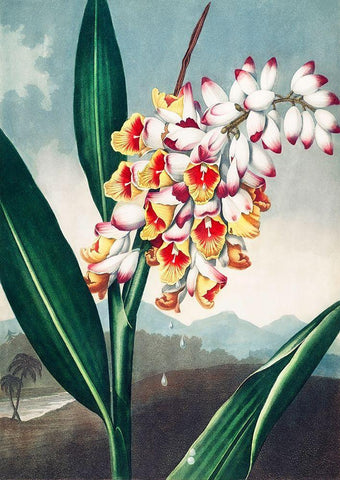 The Nodding Renealmia from The Temple of Flora White Modern Wood Framed Art Print with Double Matting by Thornton, Robert John