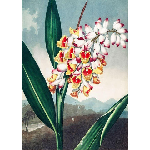 The Nodding Renealmia from The Temple of Flora Black Modern Wood Framed Art Print by Thornton, Robert John