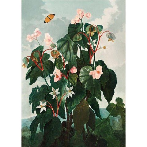 Begonia from The Temple of Flora White Modern Wood Framed Art Print by Thornton, Robert John