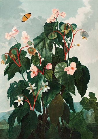 Begonia from The Temple of Flora White Modern Wood Framed Art Print with Double Matting by Thornton, Robert John