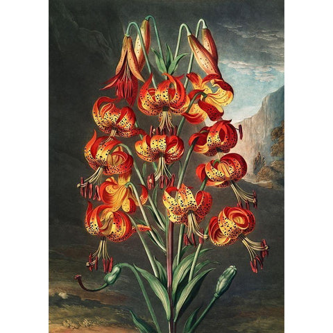 The Lily from The Temple of Flora Gold Ornate Wood Framed Art Print with Double Matting by Thornton, Robert John