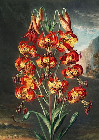 The Lily from The Temple of Flora White Modern Wood Framed Art Print with Double Matting by Thornton, Robert John