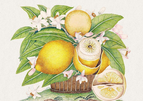 Basket of lemons Black Ornate Wood Framed Art Print with Double Matting by Anonymous