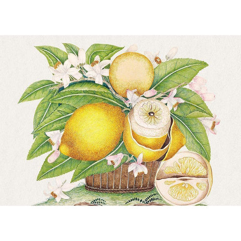 Basket of lemons White Modern Wood Framed Art Print by Anonymous
