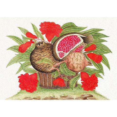 Basket of pomegranates Black Modern Wood Framed Art Print with Double Matting by Anonymous