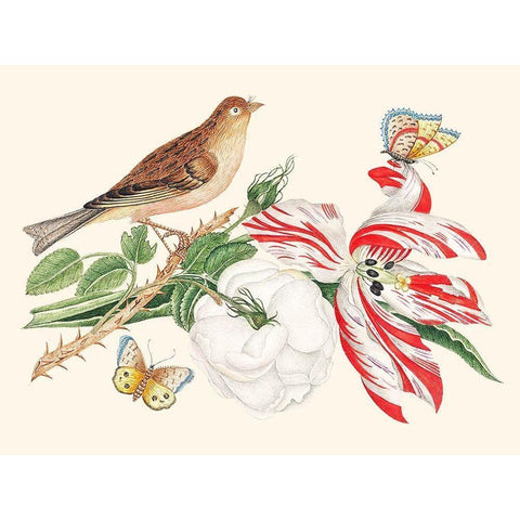 A Bird on a branch with Rose-Tulip and Butterflies Gold Ornate Wood Framed Art Print with Double Matting by Anonymous