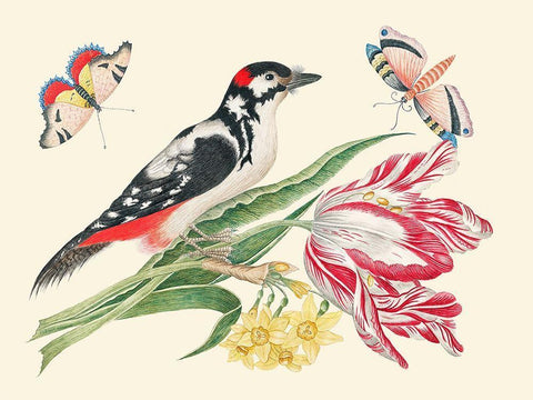 A Bird on Tulip stem with Daffodils Black Ornate Wood Framed Art Print with Double Matting by Anonymous