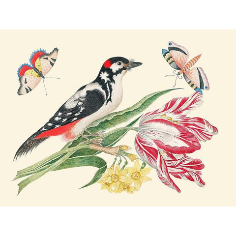 A Bird on Tulip stem with Daffodils Black Modern Wood Framed Art Print by Anonymous