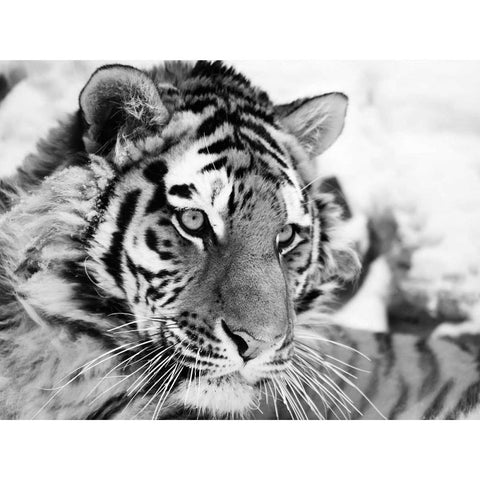 Tiger White Modern Wood Framed Art Print by Cholov, Ivan