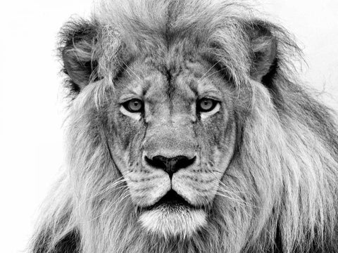 Male Lion Black Ornate Wood Framed Art Print with Double Matting by Franklin, William