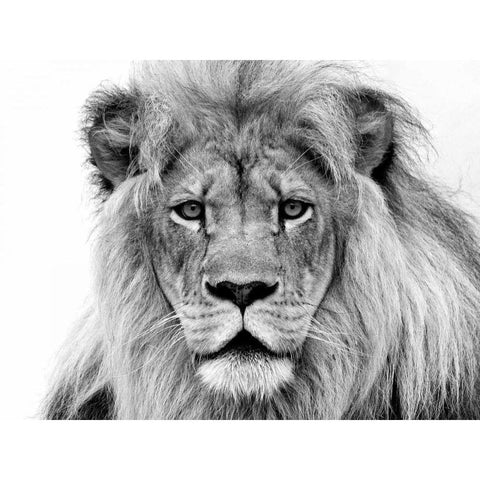Male Lion Black Modern Wood Framed Art Print with Double Matting by Franklin, William