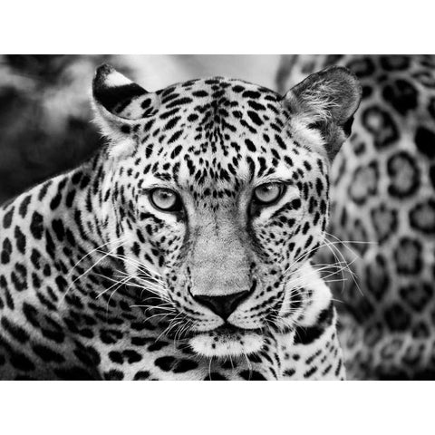 Young Leopard Black Modern Wood Framed Art Print with Double Matting by Ersler, Dimitri
