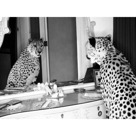 Cheetah looking in mirror Black Modern Wood Framed Art Print with Double Matting by Rian, Emma