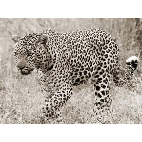 Leopard hunting White Modern Wood Framed Art Print by Anonymous