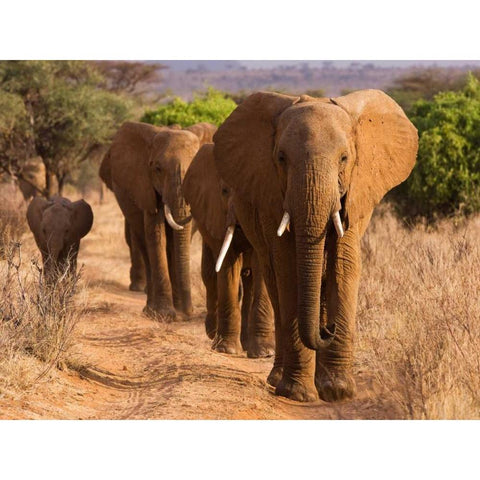Herd of African Elephants- Kenya Black Modern Wood Framed Art Print with Double Matting by Anonymous