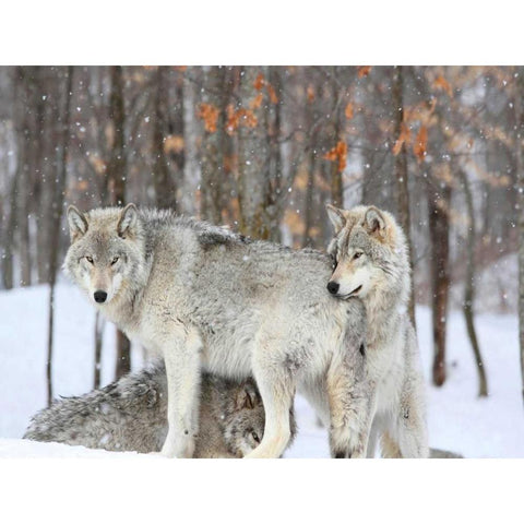 Three grey wolves huddle together during a Quebec snowstorm Black Modern Wood Framed Art Print with Double Matting by Anonymous