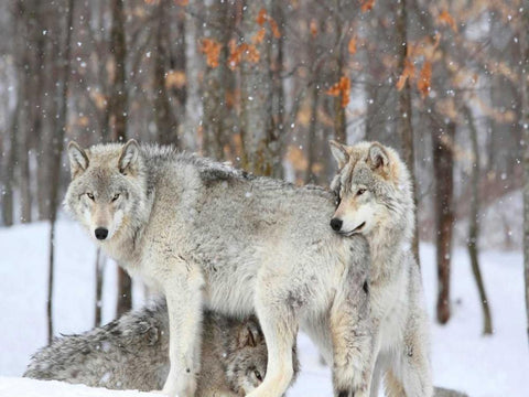 Three grey wolves huddle together during a Quebec snowstorm Black Ornate Wood Framed Art Print with Double Matting by Anonymous