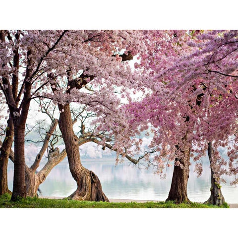 A row of cherry trees bloom at sunrise on the edge of the tidal basin. Washington- USA Black Modern Wood Framed Art Print by Anonymous