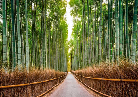 Bamboo Forest- Kyoto- Japan White Modern Wood Framed Art Print with Double Matting by Pangea Images
