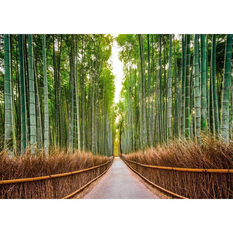 Bamboo Forest- Kyoto- Japan Black Modern Wood Framed Art Print by Pangea Images