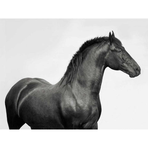 King Mamba- Stallion Black Modern Wood Framed Art Print with Double Matting by Pangea Images