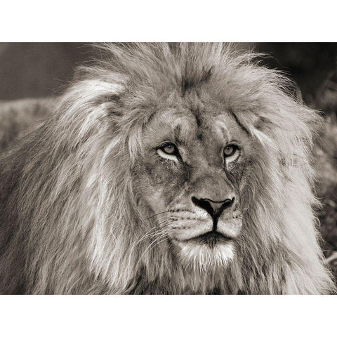 King of Africa White Modern Wood Framed Art Print by Pangea Images