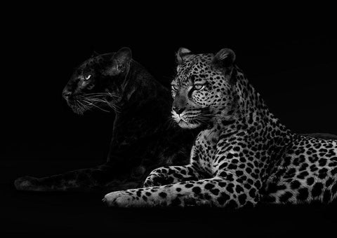 Brotherhood (detail) White Modern Wood Framed Art Print with Double Matting by Lauren, Julian