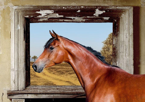 Arab King White Modern Wood Framed Art Print with Double Matting by Lauren, Julian