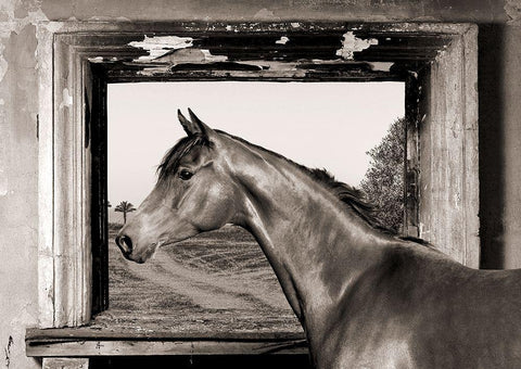 Arab King (BW) White Modern Wood Framed Art Print with Double Matting by Lauren, Julian