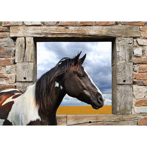 Painted Horse White Modern Wood Framed Art Print by Lauren, Julian