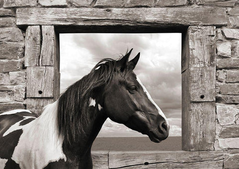 Painted Horse (BW) Black Ornate Wood Framed Art Print with Double Matting by Lauren, Julian