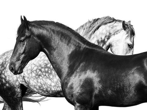 Lovers White Modern Wood Framed Art Print with Double Matting by Pangea Images