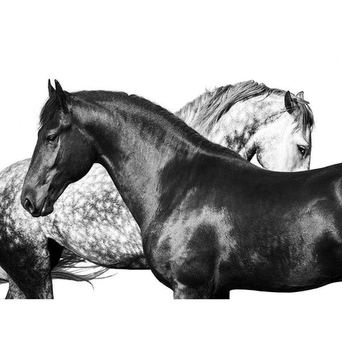 Lovers Black Modern Wood Framed Art Print by Pangea Images