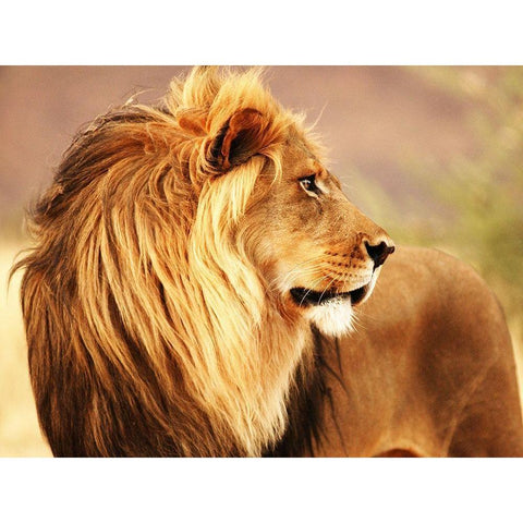 Male lion, Namibia Black Modern Wood Framed Art Print with Double Matting by Anonymous