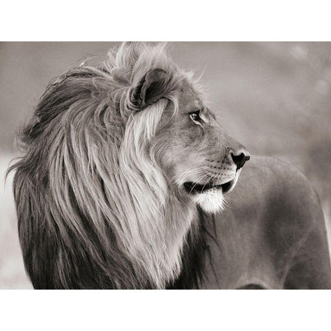 Male lion, Namibia (BW) Black Modern Wood Framed Art Print with Double Matting by Anonymous