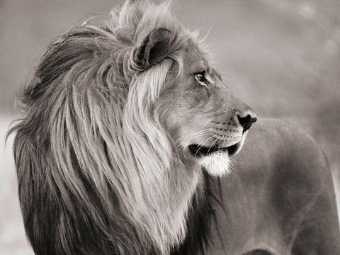 Male lion, Namibia (BW) White Modern Wood Framed Art Print with Double Matting by Anonymous