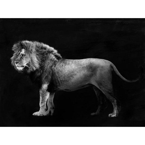 Panthera Leo Black Modern Wood Framed Art Print by Julian, Lauren