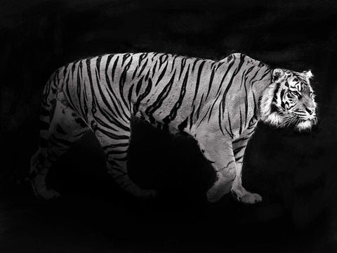 Panthera Tigris White Modern Wood Framed Art Print with Double Matting by Julian, Lauren