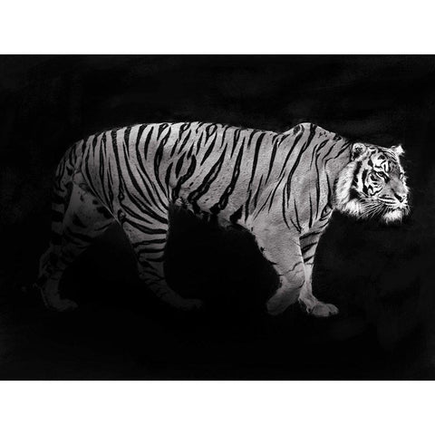 Panthera Tigris Black Modern Wood Framed Art Print by Julian, Lauren