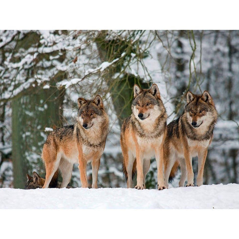 Wolves in the snow, Germany Gold Ornate Wood Framed Art Print with Double Matting by Anonymous