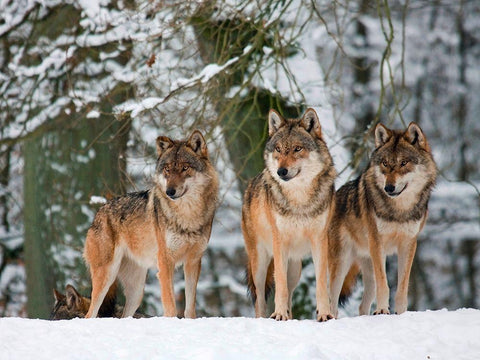 Wolves in the snow, Germany White Modern Wood Framed Art Print with Double Matting by Anonymous