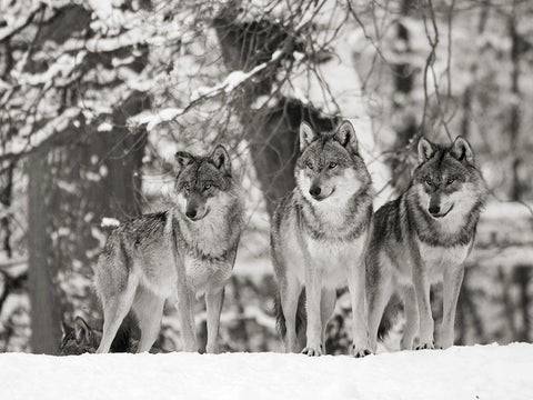 Wolves in the snow, Germany (BW) White Modern Wood Framed Art Print with Double Matting by Anonymous